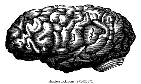 Brain mathematician Gauss, vintage engraved illustration. Earth before man 1886.