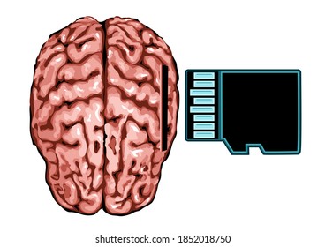 cerebro y tarjeta de memoria aislados en blanco