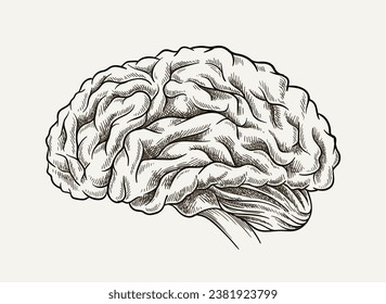 Brain minimalistic sketch concept. Anatomy and biology. Medical infographic and educational material. Poster or banner. Linear flat vector illustration isolated on grey background