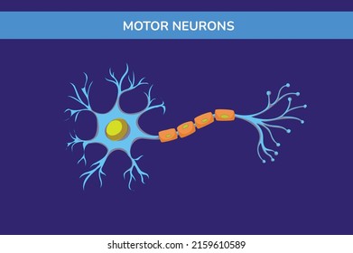 Ilustración de vectores de neuronas de motor cerebral