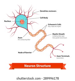 Brain neuron cell diagram. Vector illustration. svg