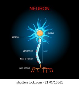 Anatomy Microglial Cell Glial Cell Macrophage Stock Illustration ...