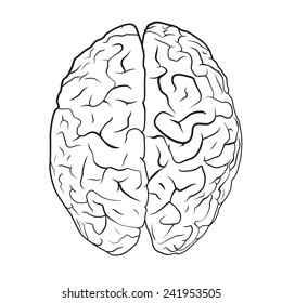 Brain on white background. EPS10 vector.
