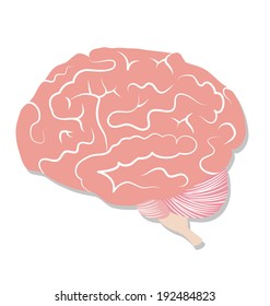 Brain on white background vector