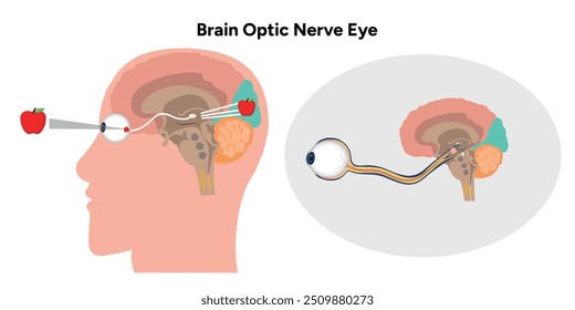 Infografía del diagrama médico de la anatomía del ojo y del ojo del nervio óptico cerebral