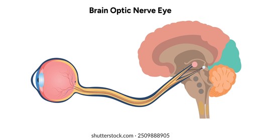  Anatomía del ojo y del nervio óptico cerebral