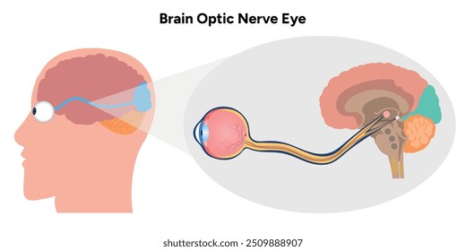  Anatomia do olho e do nervo óptico cerebral