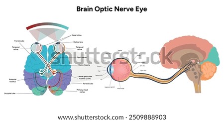  Brain optic nerve eye and eye anatomy