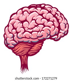 Brain Organ