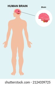 Anatomía de órganos cerebrales. Anatomía de órganos humanos. El cerebro humano. Vector, ilustración de dibujos animados