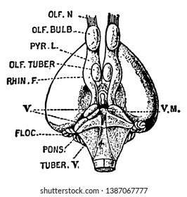 Brain is an organ that serves as the center of the nervous system in all vertebrate and most invertebrate animals, vintage line drawing or engraving illustration.