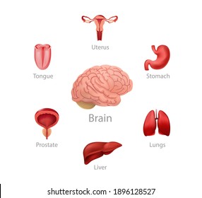 Brain and organs controlled by it illustration. Physiological regulation liver and lungs using bio signals nervous system with connection stomach and vector tongue.