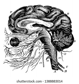 The brain and the origin of the twelve pairs of cranial nerves, vintage line drawing or engraving illustration.