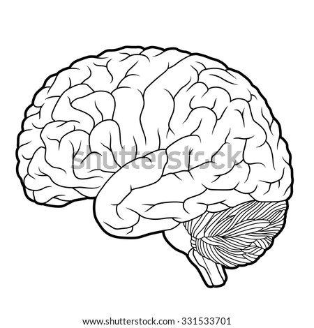 Brain Outline Stock Vector (Royalty Free) 331533701 - Shutterstock