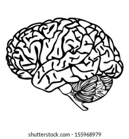 Brain Outline Vector Stock Vector (Royalty Free) 155968979 | Shutterstock