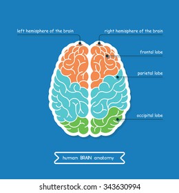 Brain is a part of Central nervous system. Brain CNS in  vector. CNS illustration, human brain for medical design. Vector human brain. Vector brain top view. Hemispheres of the human cerebrum.