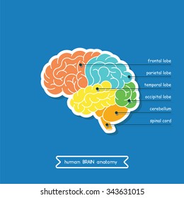 Brain is a part of Central nervous system. Brain CNS in  vector. CNS illustration, human brain for medical design. Vector human brain side view. Vector human brain in line art style.