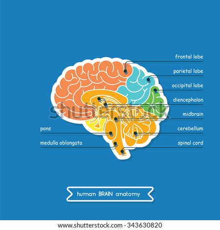 Brain Part Central Nervous System Brain Stock Vektorgrafik