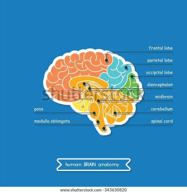 脳は中枢神経系の一部である 脳中枢神経系のベクター画像 中枢神経系のイラスト 医療デザイン用の人間の脳 ベクター画像人間の脳 人間の脳の断面 のベクター画像素材 ロイヤリティフリー