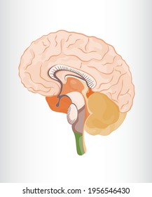 brain parts anatomical system memory