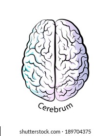 Brain of the person for medical design. Vector sketch.