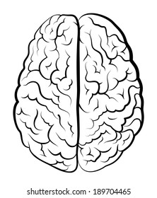 Brain of the person for medical design. Vector sketch.