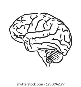 Brain of the person for medical design. Vector sketch.