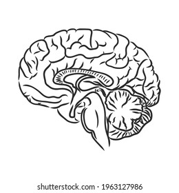 Brain of the person for medical design. Vector sketch.