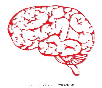 brain picture