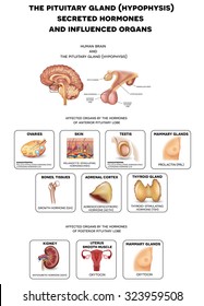 The brain and Pituitary gland hormones influenced organs. Detailed illustration.