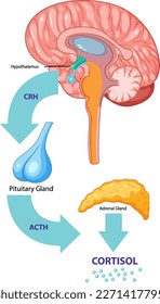 Brain produces cortisol process illustration