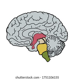 Ilustración de vector realista, con cerebro. Vista lateral.