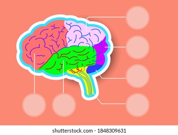 brain schematic raster illustration. Medical science educational illustration. Copy space for your text