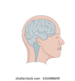Brain scheme. Human head with brain illustration.