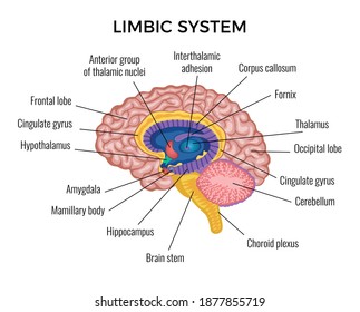 Brain in section anatomy infographics scheme illustrated different areas of limbic system with text description vector flat vector illustration svg