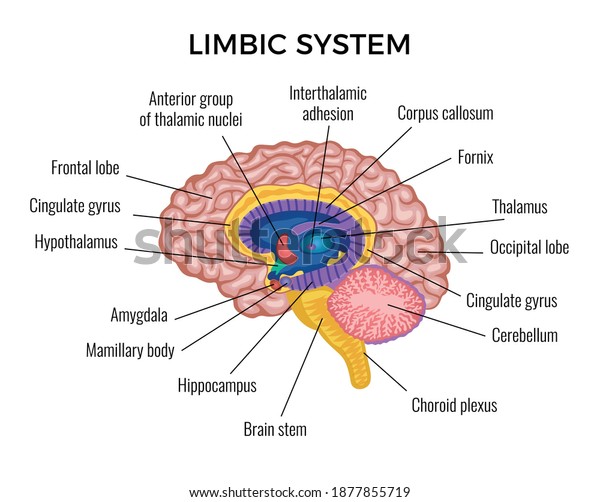 Brain in section anatomy infographics scheme\
illustrated different areas of limbic system with text description\
vector flat vector\
illustration