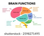 Brain sections and organ part functions in labeled anatomical outline diagram. Medical biological explanation scheme with lobe, brainstem and cerebellum description vector illustration.