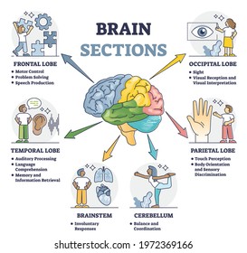 Brain sections and organ part functions in labeled anatomical outline diagram. Medical biological explanation scheme with lobe, brainstem and cerebellum description vector illustration. Cerebral graph