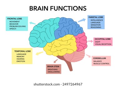 Brain sections and organ part functions in labeled anatomical outline diagram. Medical biological explanation scheme with lobe, brainstem and cerebellum description vector illustration.