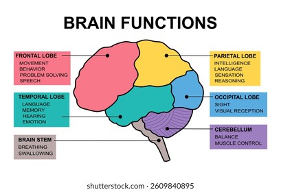 Brain sections and organ part functions in labeled anatomical outline diagram. Medical biological explanation scheme with lobe, brainstem and cerebellum description vector illustration.