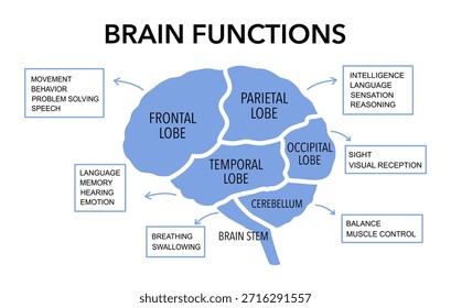 Gehirnabschnitte und Organfunktionen in einem markierten anatomischen Umrissdiagramm Medizinisch-biologisches Erklärungsschema mit Lappen-, Hirn- und Kleinhirnbeschreibung, Vektorgrafik.