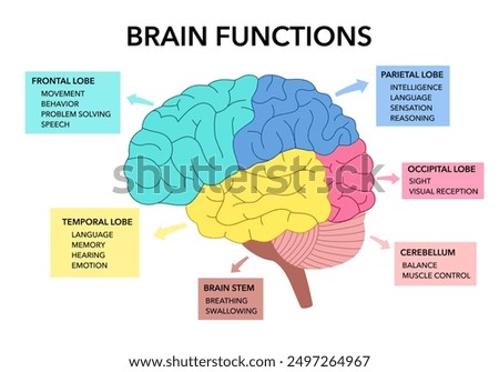 Brain sections and organ part functions in labeled anatomical outline diagram. Medical biological explanation scheme with lobe, brainstem and cerebellum description vector illustration.