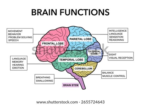 Brain sections and organ part functions in labeled anatomical outline diagram. Medical biological explanation scheme with lobe, brainstem and cerebellum description vector illustration.
