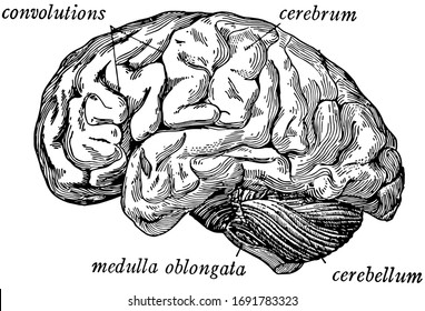 The brain seen from the side showing the three principal divisions, vintage line drawing or engraving illustration.