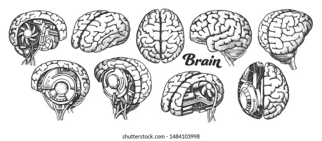 Brain Set Collection In Different Views Vector. Many Kinds And Modification Of Cyber And Human Brain. Anatomy Medical Neurology Element Hand Drawn In Vintage Style Illustrations