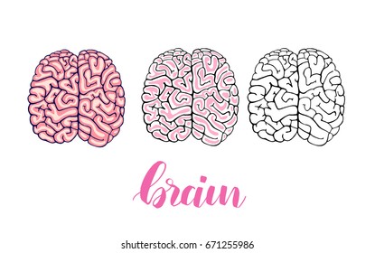 Brain set sketch. Illustration isolated on white background. Engraving style. Lettering