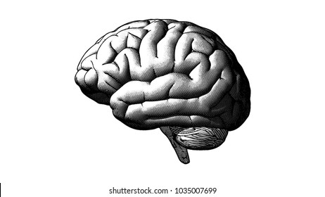 Brain side view engraving drawing crosshatch in monochrome isolated on white background