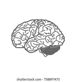 Human Brain Line Illustration Stock Vector (Royalty Free) 168922949 ...