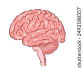brain silhouette icon Simple view of brain, thin line vector illustration of human brain in pink flat style.
