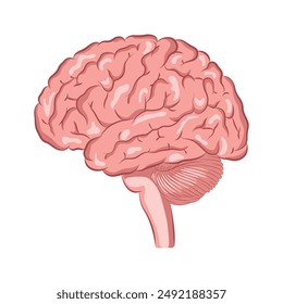 brain silhouette icon Simple view of brain, thin line vector illustration of human brain in pink flat style.